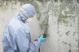 Trusted Red Wing, MN Mold Removal Experts